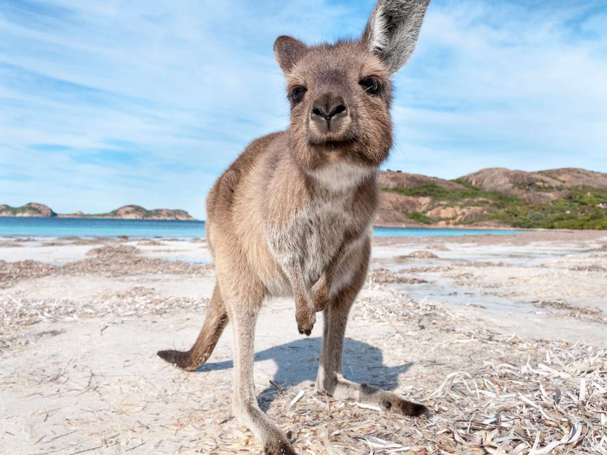 W krainie kangurów